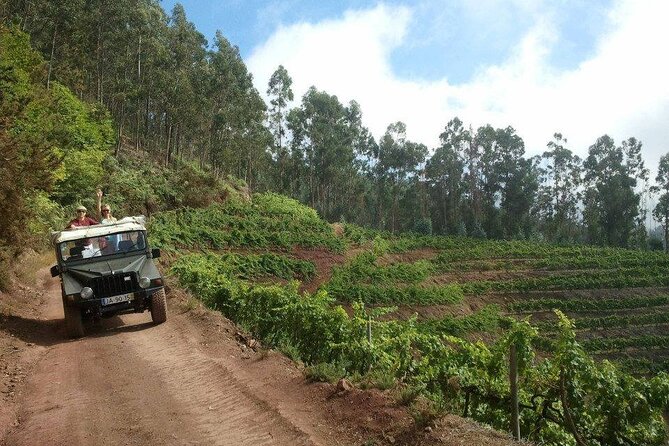 4x4 Safari Half day Poncha, Mountains, Vineyards and Cabo Girão Small group - Câmara de Lobos: Start With Real Madeira Life