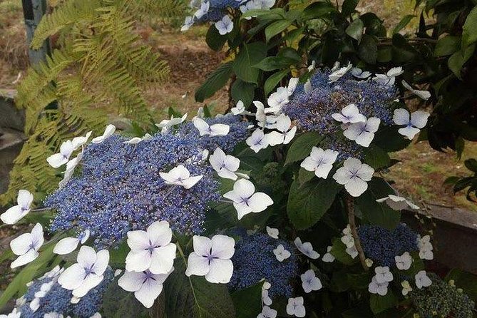 Agriculture Green Tour - Why This Madeira Agriculture Day Feels Like Island Life