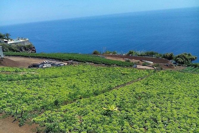 Agriculture Green Tour - Rum Factory, Honey Cake, and the Taste of Production