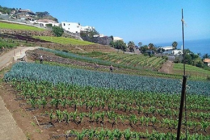 Agriculture Green Tour - Pickup From Machico to Prazeres and How the Ride Works