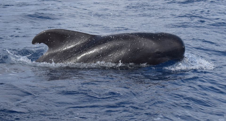 All Inclusive Whale and Dolphin Watching Luxury Tour - Quick hits before you go