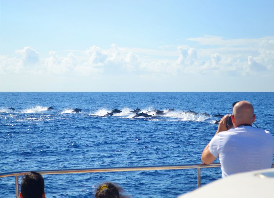 All Inclusive Whale and Dolphin Watching Luxury Tour - From Funchal marina to a true luxury catamaran ride