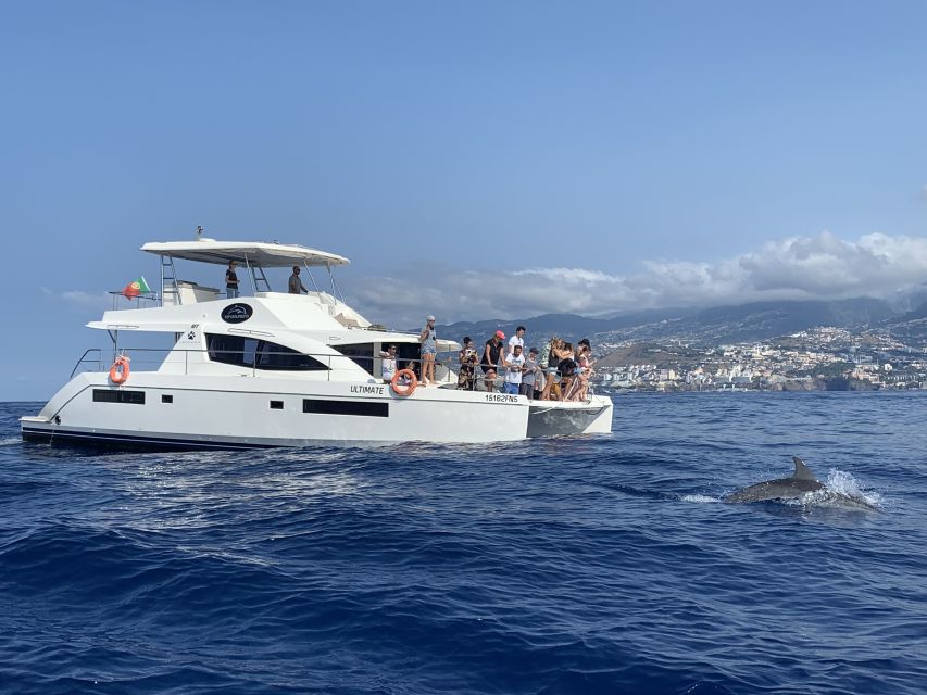 All Inclusive Whale and Dolphin Watching Luxury Tour - Comfort on a 3-hour schedule (and what to pack)