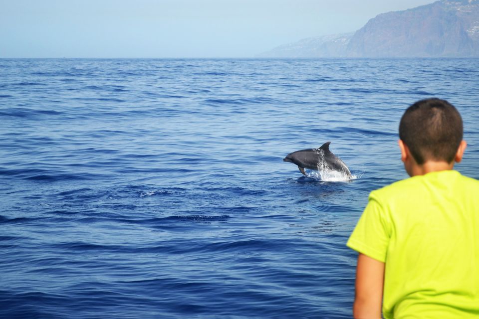 All Inclusive Whale and Dolphin Watching Luxury Tour - Price and value: is $93 worth it?