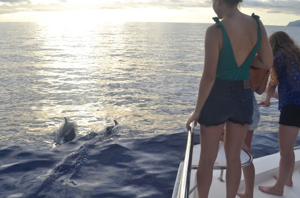 All Inclusive Whale and Dolphin Watching Luxury Tour - Who this VIP cruise fits best