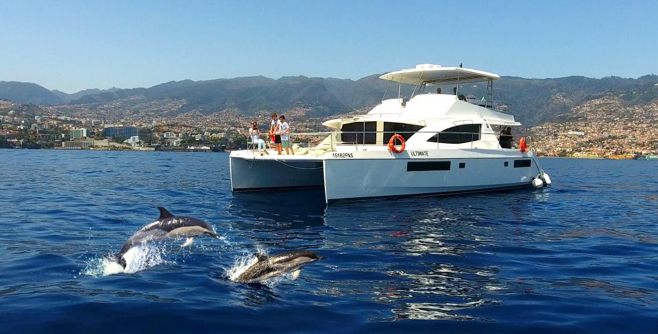 All Inclusive Whale and Dolphin Watching Luxury Tour - How the crew searches for whales, dolphins, and turtles