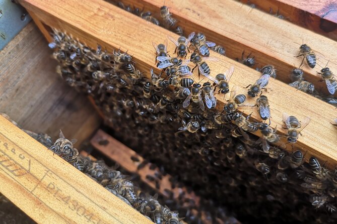 Amazing experience with Bees, honey and Pollen in Madeira Island - A private hive visit starting in Santo António da Serra