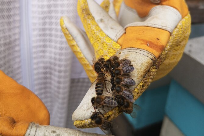 Amazing experience with Bees, honey and Pollen in Madeira Island - Queen-bee attempts, hive roles, and what to watch for