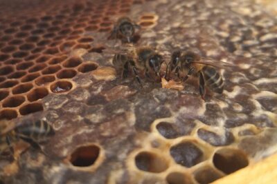 Amazing experience with Bees, honey and Pollen in Madeira Island - Touching honey frames safely (and why that’s the real magic)