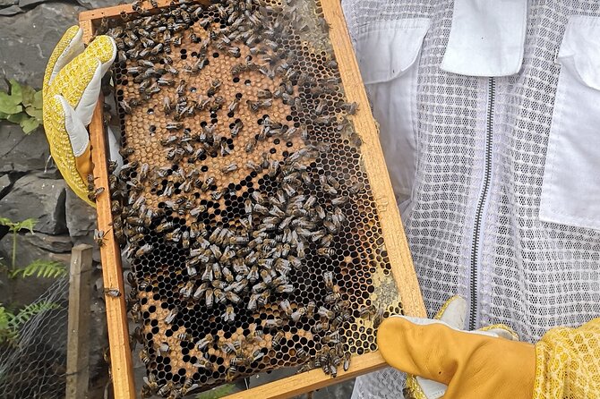Amazing experience with Bees, honey and Pollen in Madeira Island - The tasting table: honey, fresh pollen, cheese, cider, and poncha
