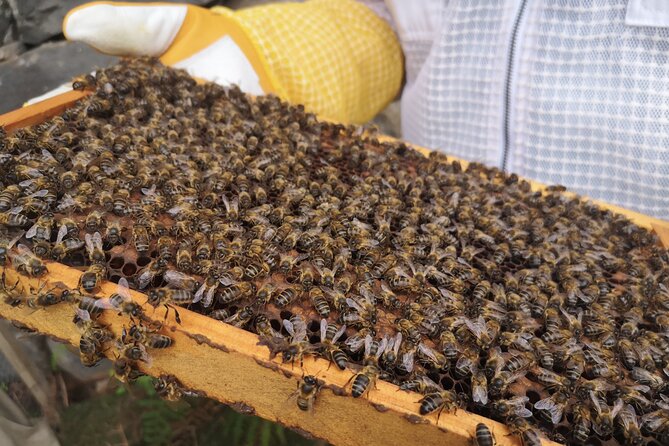 Amazing experience with Bees, honey and Pollen in Madeira Island - Who this Madeira bee-and-honey experience fits best
