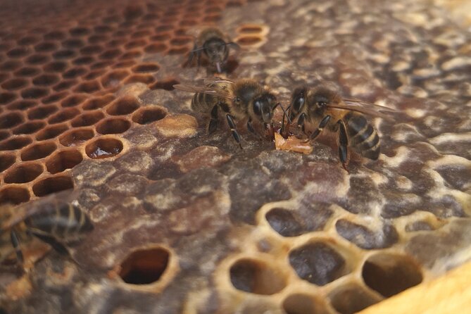 Amazing experience with Bees, honey and Pollen in Madeira Island - Touching honey frames safely (and why that’s the real magic)