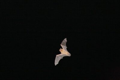 Bat Watching Madeira - The 3-hour night flow: transfers, gear, and multiple lookout stops