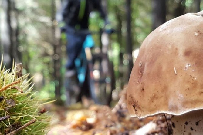 Botanical Trails of Madeira. Mountain biking Trail Experience - Key highlights you’ll feel fast