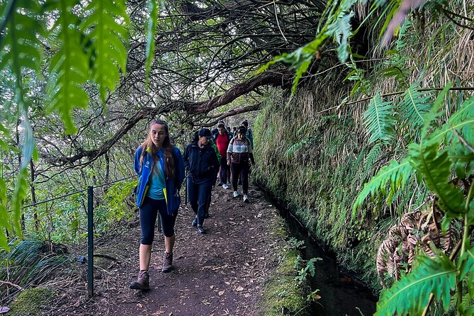 Caldeirão Verde Levada (PR 9) - Guided Madeira Levada Walk - Laurisilva forest stop: what you’ll learn in those 4 hours