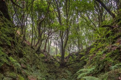Caldeirão Verde Levadas Walk in Madeira - Pickup, timing, and why the day runs longer than the hike