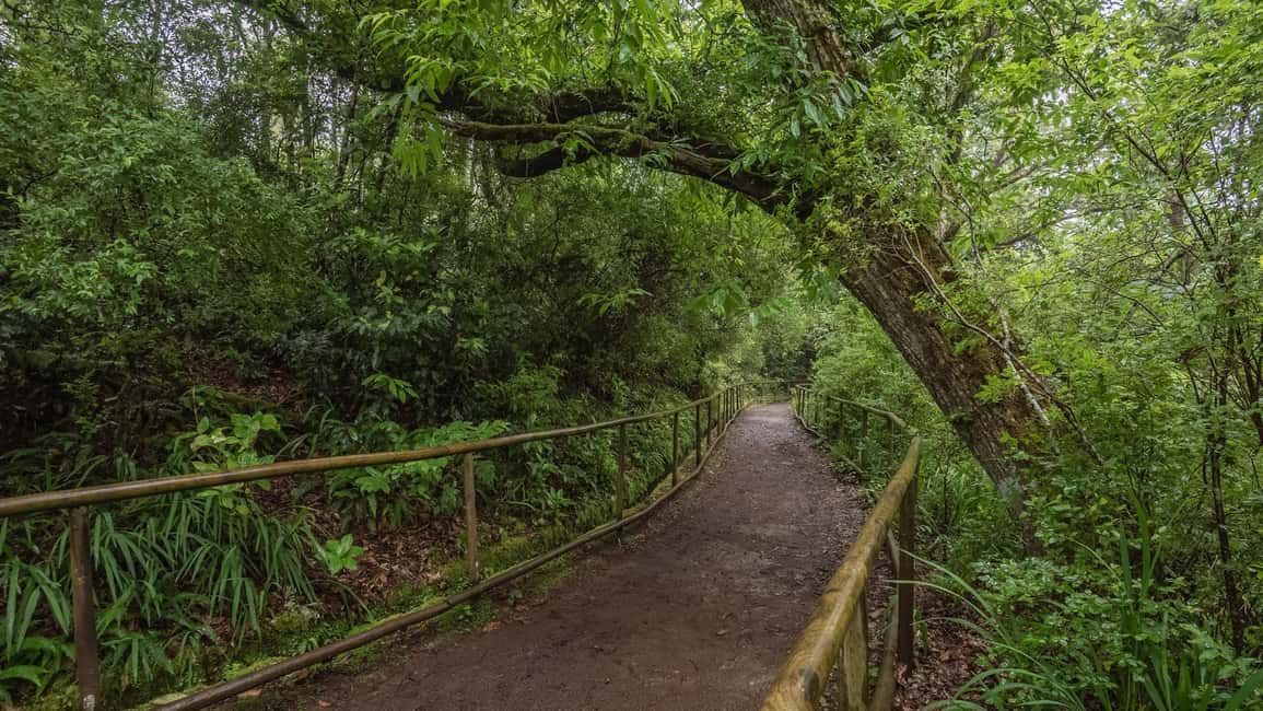 Caldeirão Verde: Queimadas PR9 Transfer and Self-Guided Hike - What you’ll see in Queimadas: levada walk, ancient trees, and waterfall noise