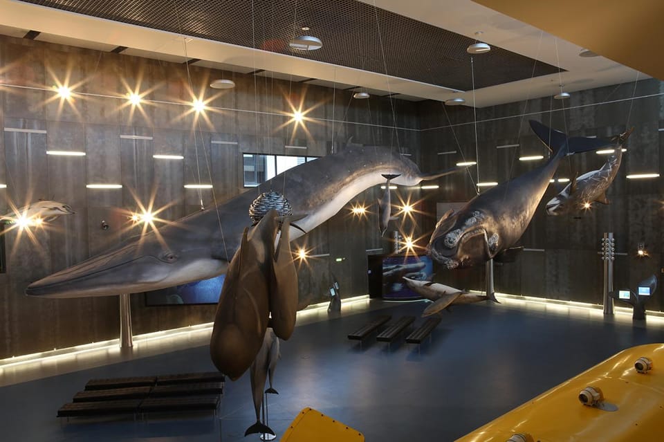 Caniçal : Madeira Whale Museum Entry ticket - Key things to know before you go