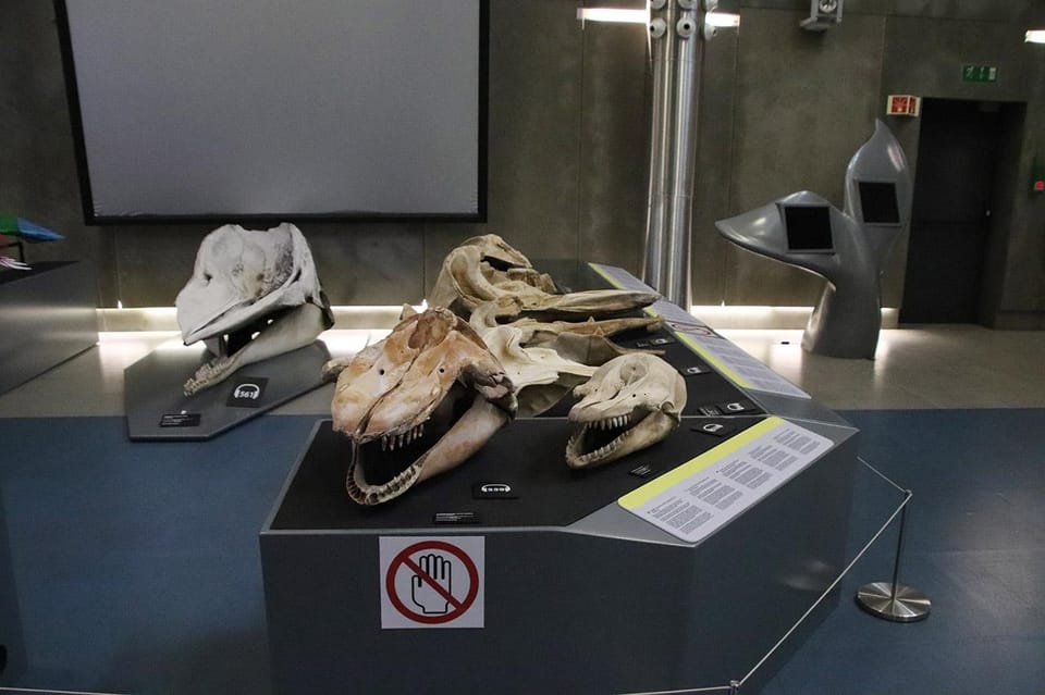 Caniçal : Madeira Whale Museum Entry ticket - How long to plan for: timing your one-day ticket
