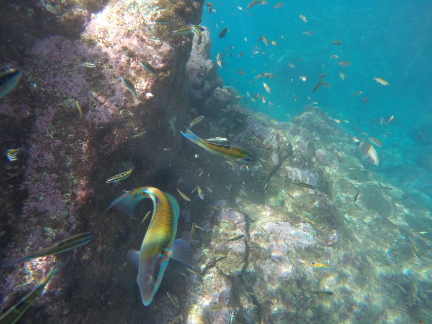 Caniço, Madeira: Marine Reserve Kayak & Snorkelling Tour - Who Should Skip This Trip and Why Weather Changes Everything
