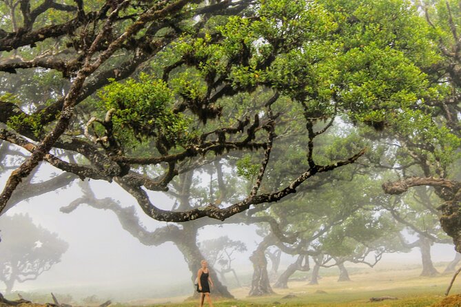 Discovering Northwest Madiera Shore Excursion w/ Harbour pickup - Fanal Laurisilva Forest: Misty UNESCO Walking Time