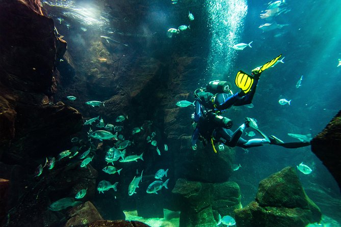 Diving in the Madeira Aquarium - The main tank experience: sharks, rays, and morays in a 6m, 500,000L world