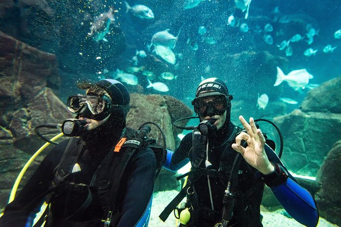 Diving in the Madeira Aquarium - Guide attention with up to 4 people: why first-timers feel safe