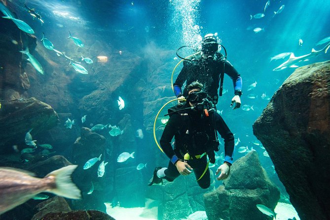 Diving in the Madeira Aquarium - Gear and instructions: what you can expect when you have zero experience