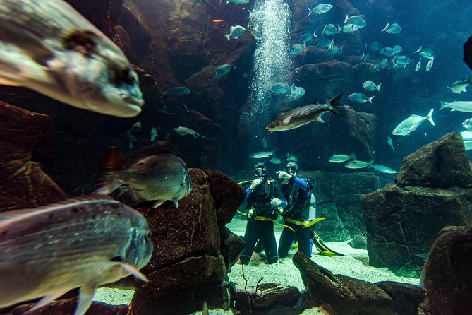 Diving in the Madeira Aquarium - Cachalote natural pools baptism: learn comfort before you go bigger