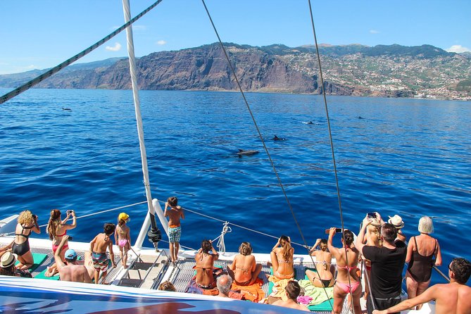 Dolphin and Whale Watching Catamaran Cruise from Funchal - Why This Catamaran Run From Funchal Feels Like Madeira