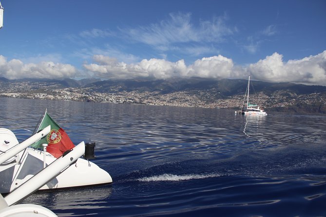 Dolphin and Whale Watching Catamaran Cruise from Funchal - Price and Value: What $48.27 Really Buys You