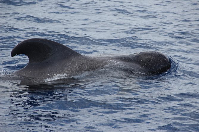 Dolphin and Whale Watching Catamaran Cruise from Funchal - Who Should Book This Cruise (and Who Might Prefer Something Else)