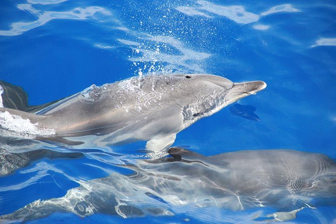 Dolphin and Whale Watching Catamaran Cruise from Funchal - Should You Book the Dolphin and Whale Catamaran Cruise From Funchal?