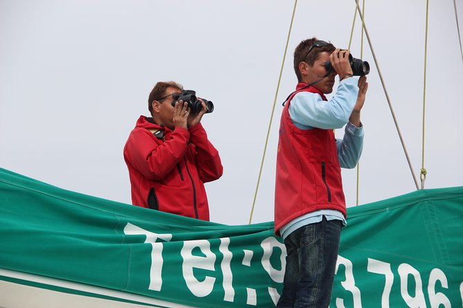 Dolphin and Whale Watching Catamaran Cruise from Funchal - How the Crew Actually Searches for Dolphins and Whales