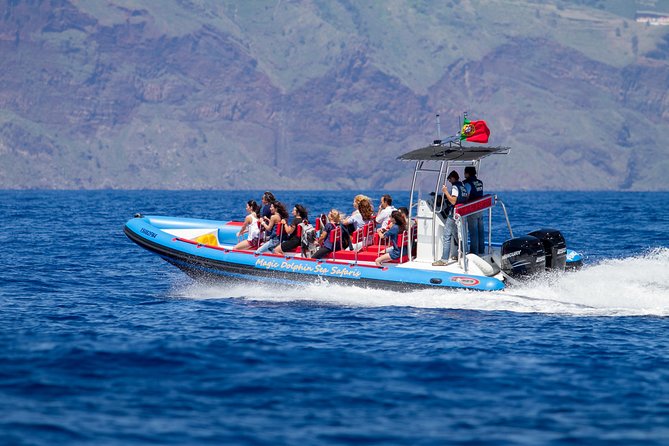 Dolphin - Whale - Turtle - Bird Watching - Why this RIB safari in Funchal works better than the big-boat version