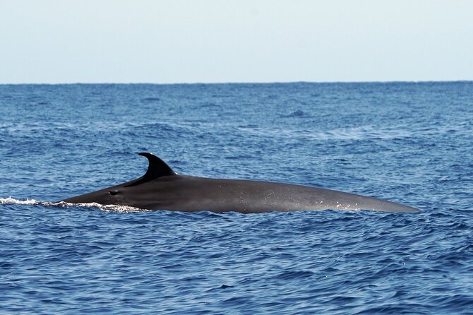 Dolphin - Whale - Turtle - Bird Watching - The guide team: marine biologists, live commentary, and real explanations