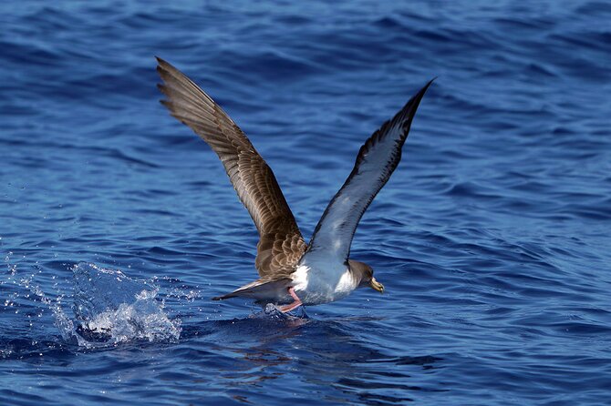 Dolphin - Whale - Turtle - Bird Watching - What makes the sightings feel ethical (and why the small size helps)