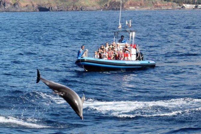 Dolphin - Whale - Turtle - Bird Watching - Price and value: $60.49 for two hours that chase multiple species