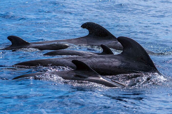 Dolphin - Whale - Turtle - Bird Watching - Meeting point and practical logistics you should plan for