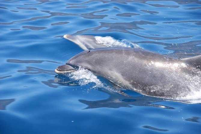 Dolphin - Whale - Turtle - Bird Watching - Weather matters: the sea can make or break the plan