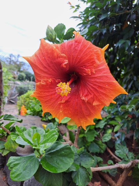 EAST MADEIRA:,Peaks, Forest walk,Thatched Roofs, Rum factory - Ribeiro Frio and the Balcões levada: green, humid, and World Heritage