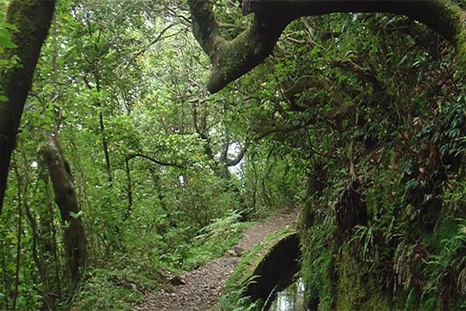 EAST: Pico do Arieiro & Laurissilva Forest - Full Day tour - Stop 2: Camacha’s A-framed house area and the plateau feel