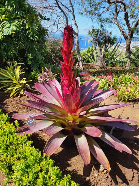 East Side of Madeira – Elegant Alternative to 4x4 Adventures - Key things I’d bet on in this Madeira East tour