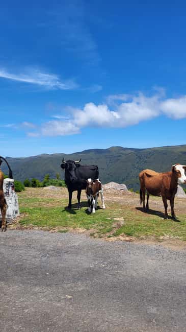 East Side of Madeira – Elegant Alternative to 4x4 Adventures - Ribeiro Frio and the Laurissilva levada walk: where the island turns green