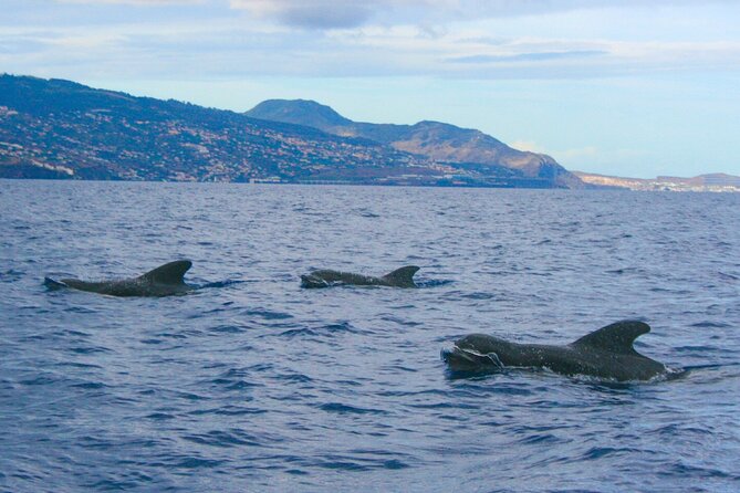 Eco-Friendly Catamaran Dolphin and Whale Watching - Snacks, Drinks, and Practical Comfort on Sea Days