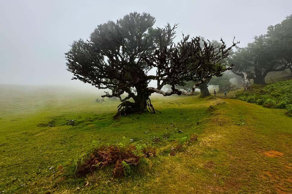 Fanal / Assobiadores - Levada Walk - Key moments that make this walk worth your time