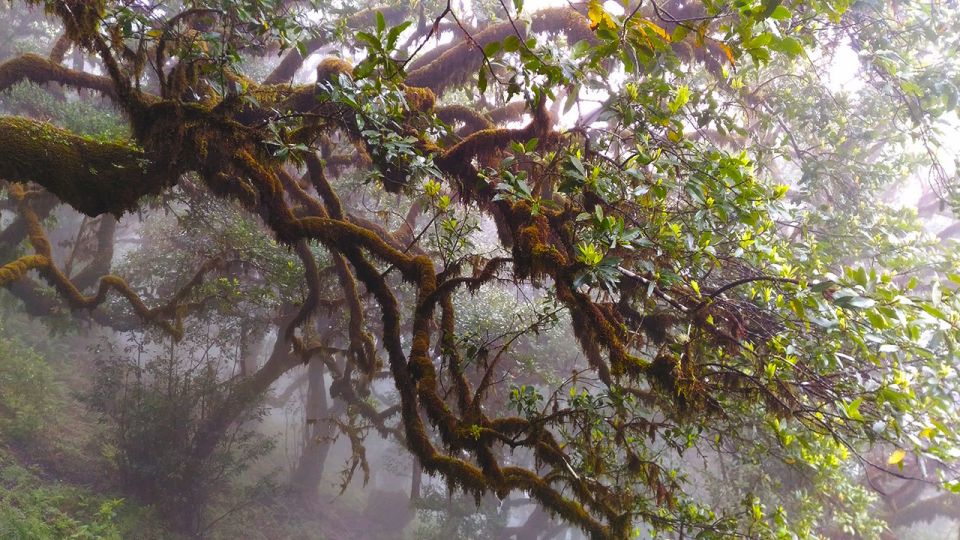 Fanal / Assobiadores - Levada Walk - Pace, climbs, and narrow paths: what regular walkers should expect