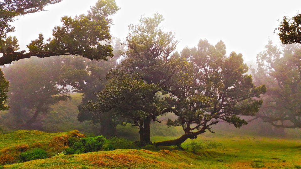 Fanal / Assobiadores - Levada Walk - A guide makes the forest legible: Sara’s flora lessons
