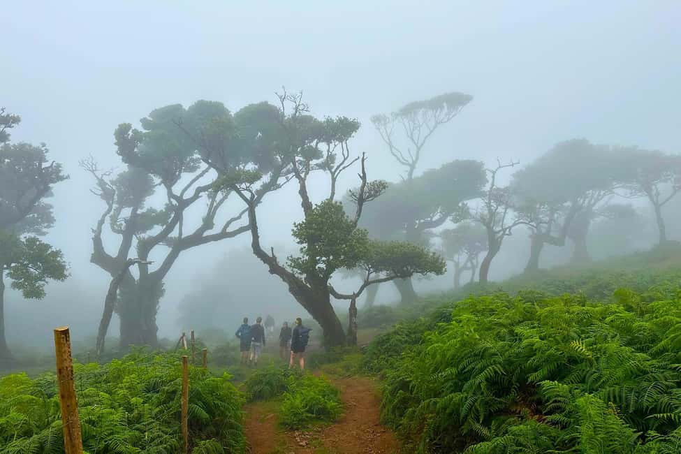 Fanal / Assobiadores - Levada Walk - Views depend on weather, so aim to stay flexible