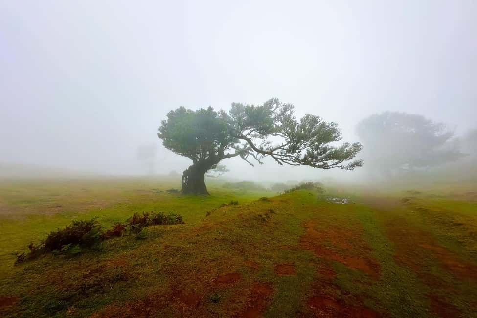 Fanal / Assobiadores - Levada Walk - Laurisilva under your feet: UNESCO forest, real old trees